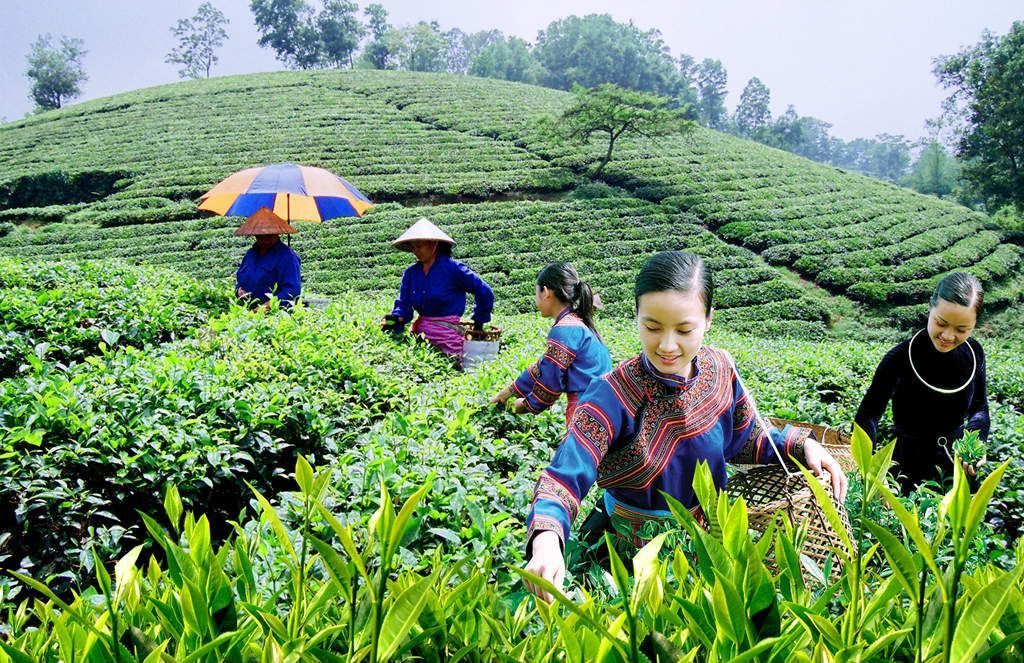 Những đồi chè vùng cao phía Bắc